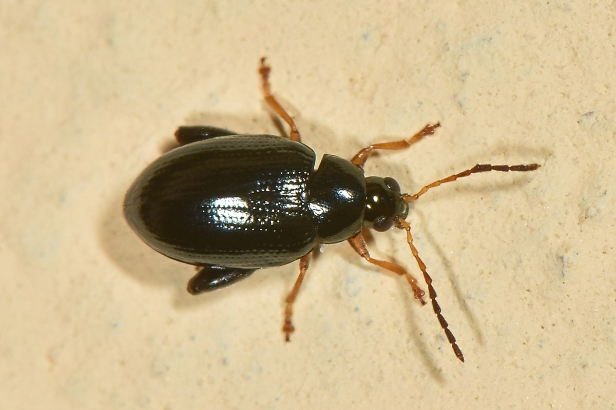Chrysomelidae: Psylliodes sp.